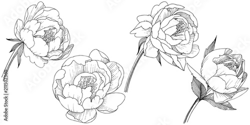 Peony flower in a vector style isolated. Full name of the plant: peony. Vector flower for background, texture, wrapper pattern, frame or border.