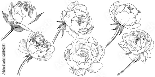 Peony flower in a vector style isolated. Full name of the plant: peony. Vector flower for background, texture, wrapper pattern, frame or border.