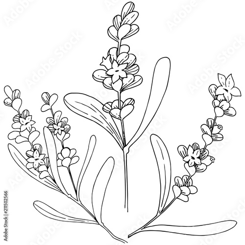 Lavender flower in a vector style isolated. Full name of the plant: lavender. Vector flower for background, texture, wrapper pattern, frame or border.