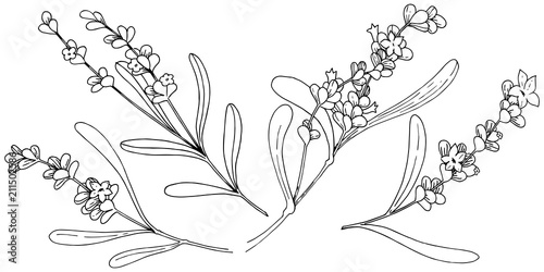Lavender flower in a vector style isolated. Full name of the plant: lavender. Vector flower for background, texture, wrapper pattern, frame or border.