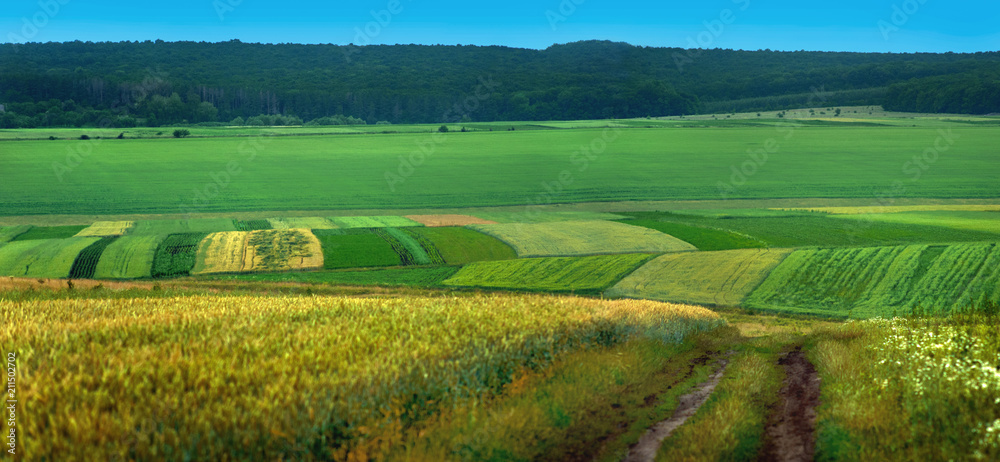 Fototapeta premium Green field wheat and cloudly sky panorama