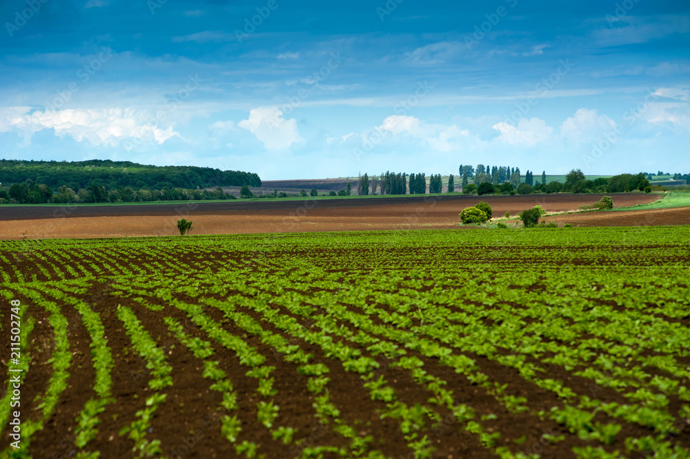 Sugar beet crops field, hills landscape