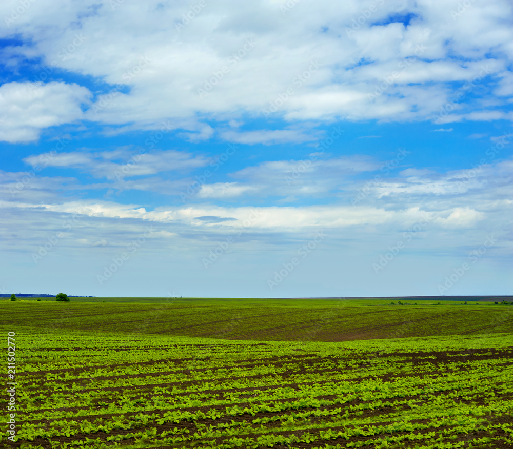 Sugar beet crops field, agricultural hills landscape