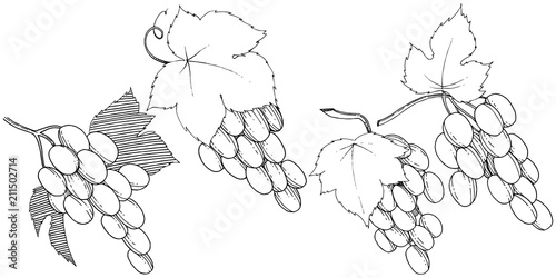 Vector grapes  healthy food in a watercolor style isolated. Full name of the fruit: grapes.Vector wild fruit for background, texture, wrapper pattern or menu.
