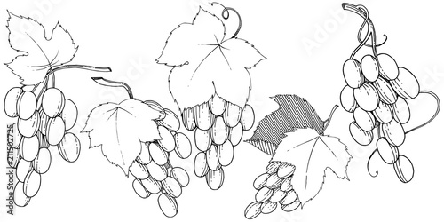 Vector grapes  healthy food in a watercolor style isolated. Full name of the fruit: grapes.Vector wild fruit for background, texture, wrapper pattern or menu.