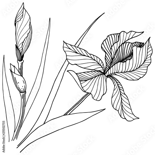 Wildflower irises in a vector style isolated. Full name of the plant: iris. Vector flower for background, texture, wrapper pattern, frame or border.