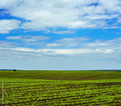 Sugar beet crops field, agricultural hills landscape