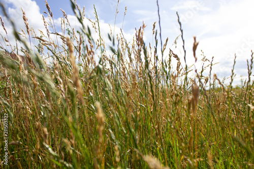 Field of Grass