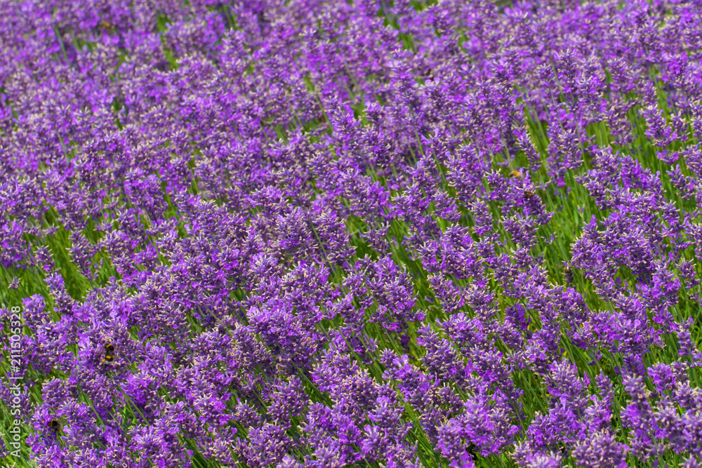 dense purple lavender flowers with flying bumblebees