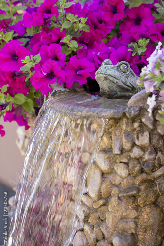 decorative frog adorns a fountain in which pelargonium grows photo