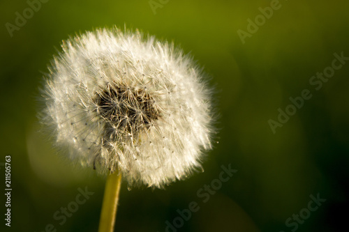 Dandelion