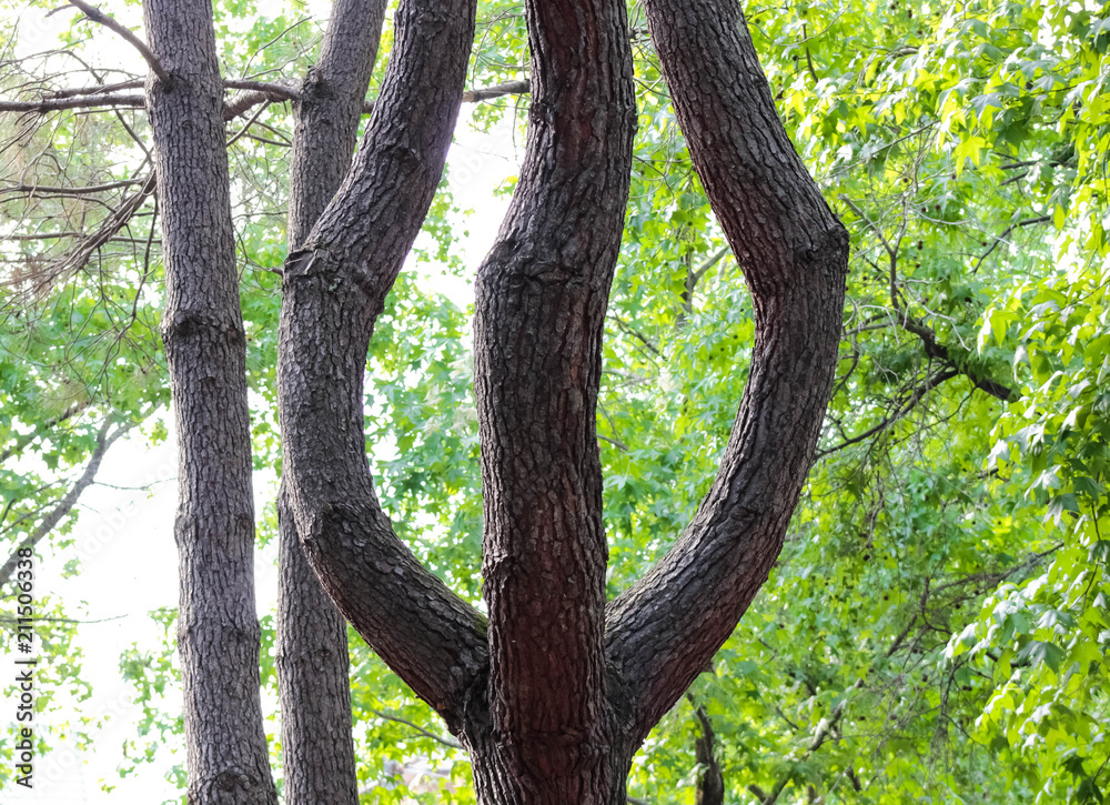 Tree in the wood in the form of a trident, the staff of Neptune Tree in the wood in the form of a trident, the staff of Neptune
