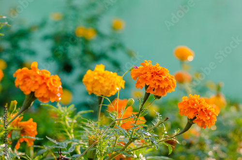 Orange marigold (tagetes) flowers in a flower bed, summer flowers with vivid colors © mashimara