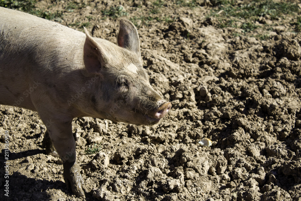 Vietnamese farm pig