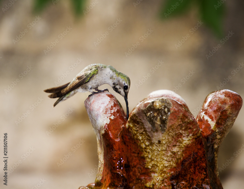Hummingbird getting a drink in a fountain