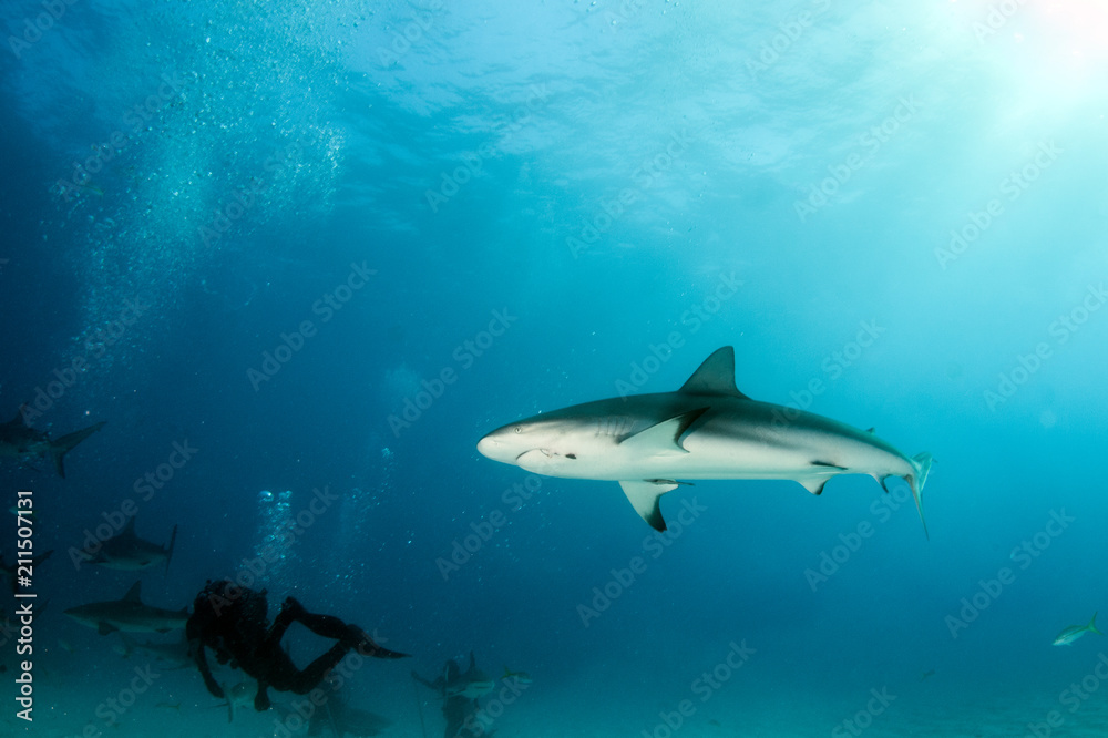 Fototapeta premium Caribbean reef shark