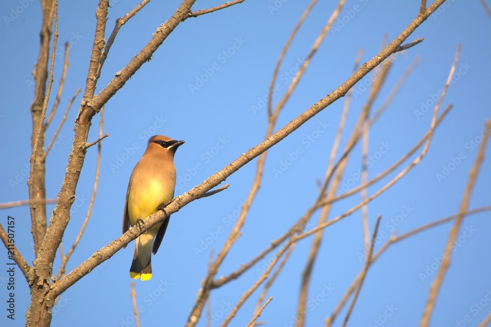 Cedar Waxwing on branch