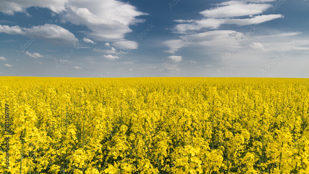 Blooming rapeseed under blue sky with white clouds. Brassica napus. Romantic floral background of golden canola field in spring landscape. Idea of agriculture, farming, ecology.
