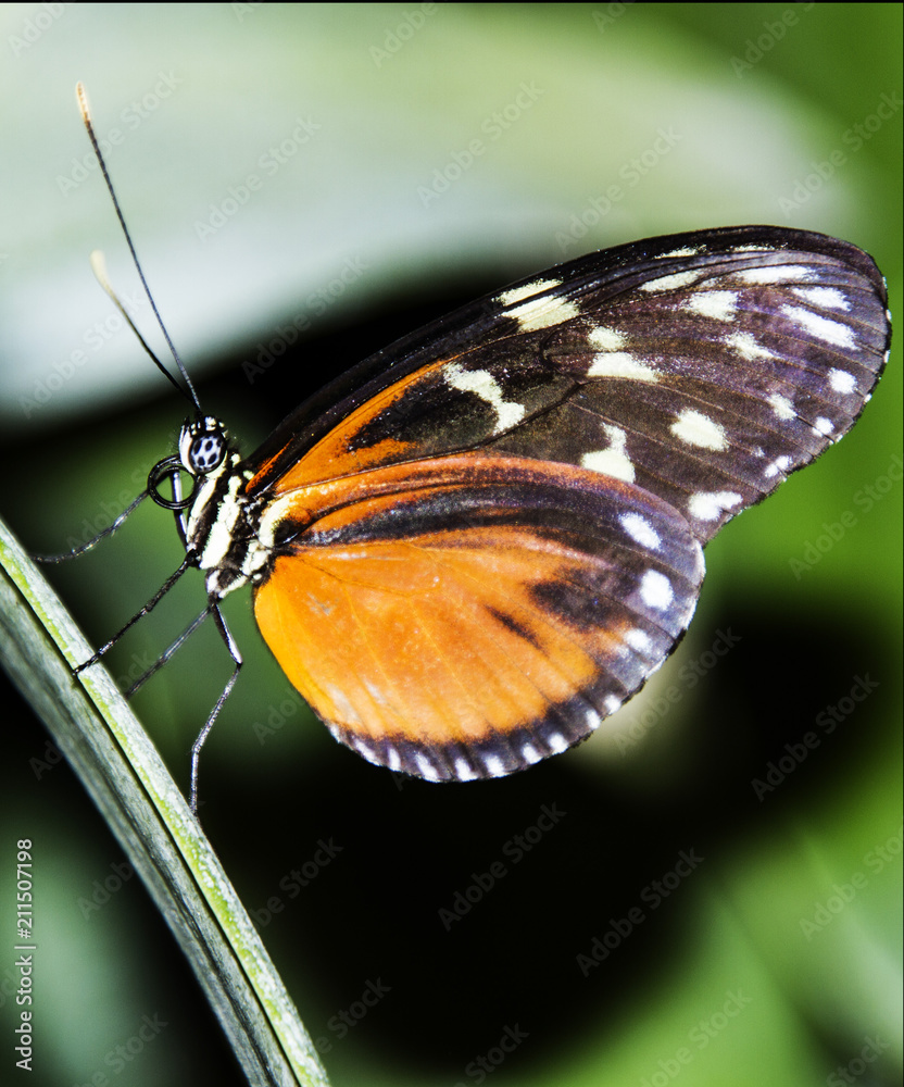 Obraz premium Beautiful butterfly