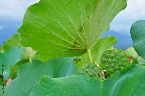 The Lotus Seeds and Leaves in Baihe, Tainan, Taiwan photo