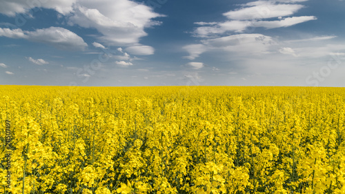 Blooming rapeseed under blue sky with white clouds. Brassica napus. Romantic floral background of golden canola field in spring landscape. Idea of agriculture  farming  ecology.