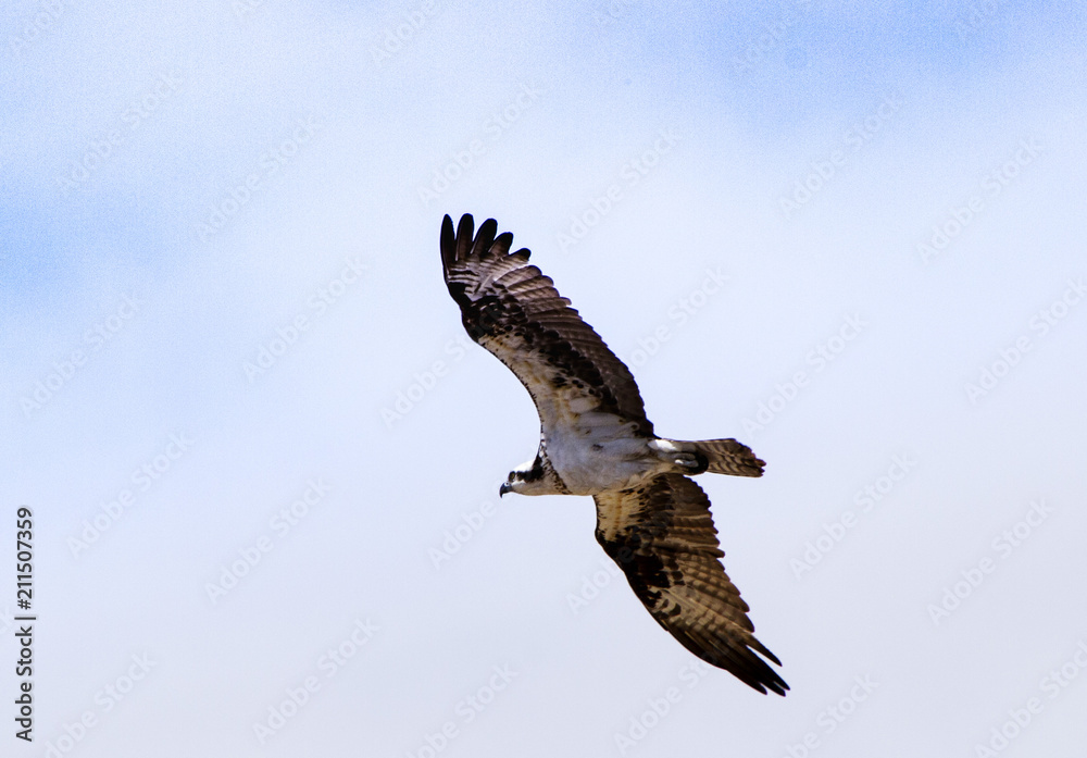 Obraz premium Osprey in flight