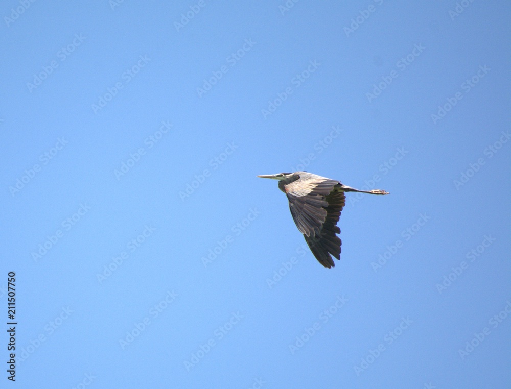 Obraz premium Great Blue Heron