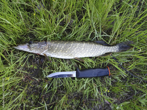 Fisherman caught a pike in the grass against the background of a knife
