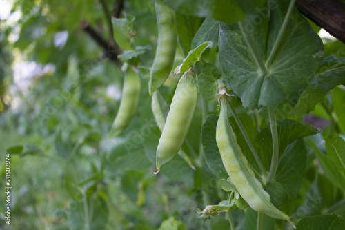 pods of green peas hanging on a bush growing in a vegetable garden