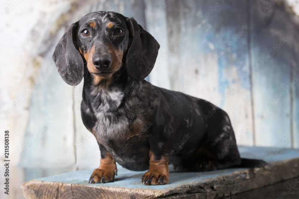 dachshund puppy black tan colo dachshund puppy black tan colo