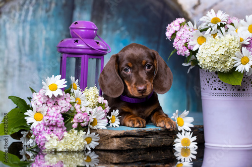 dachshund puppy brown tan color and flowers photo