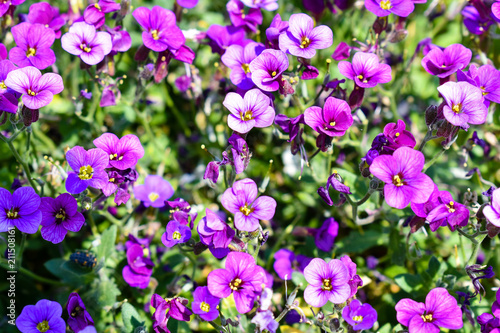 Beautiful blooming purple flowers