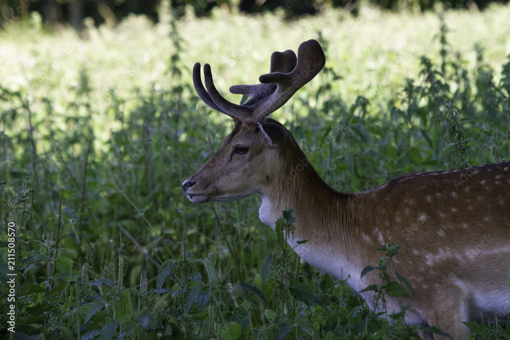 Roe deer