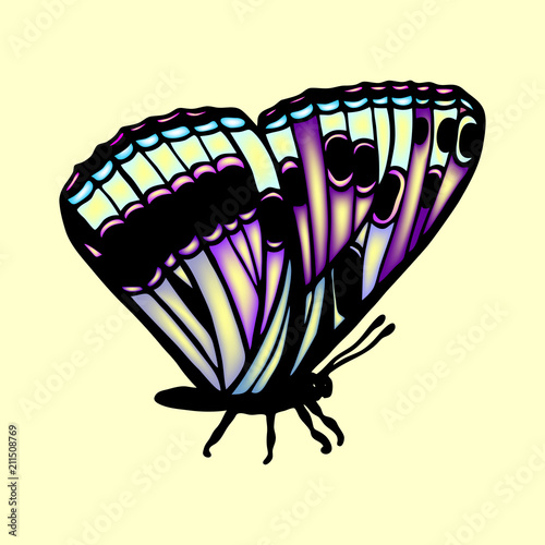 butterfly  illustration 