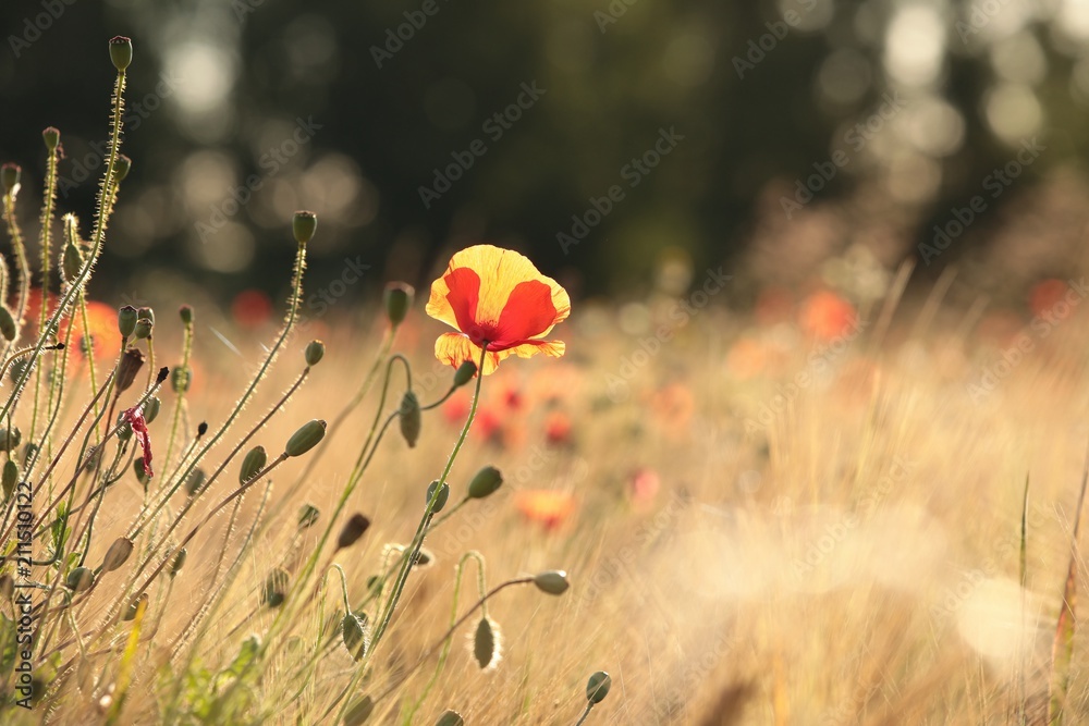Naklejka premium Poppy in the field at dawn