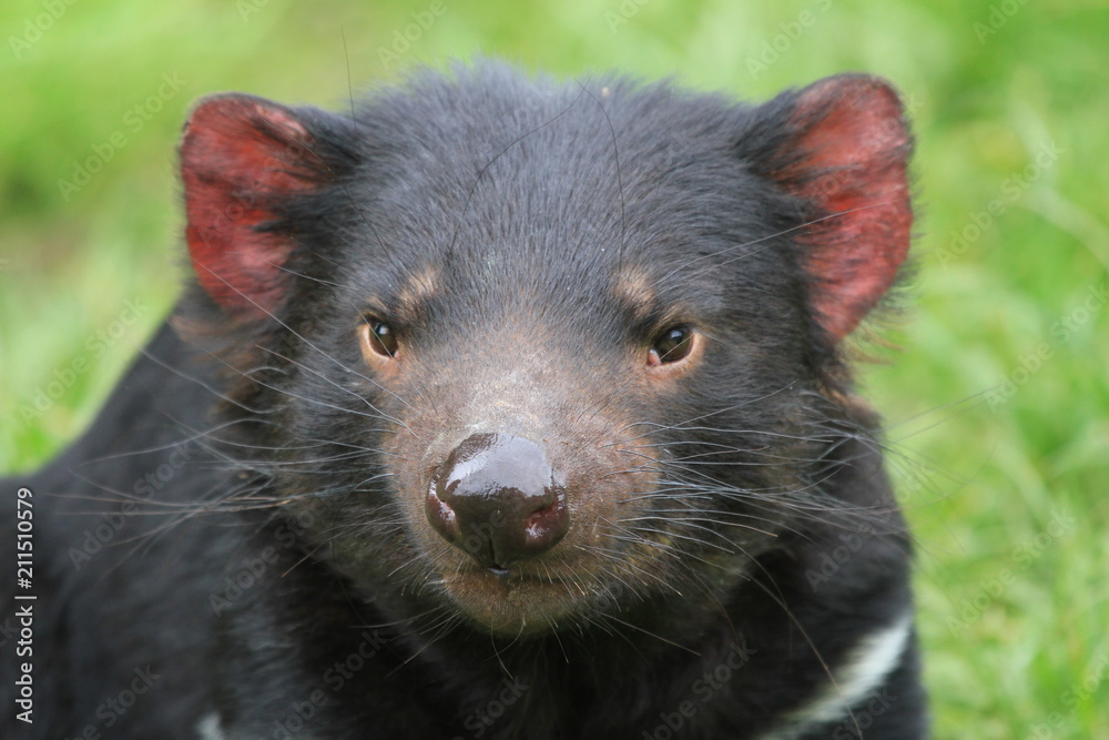 tasmanian devil on green grass in Tasmania tasmanian devil on green grass in Tasmania