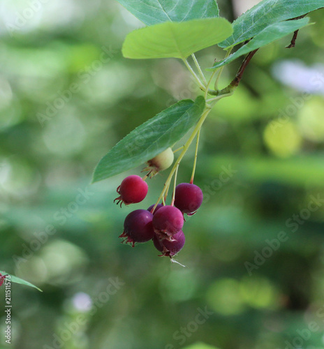 closeup of Berry from the Amelanchier lamarckii, also called juneberry, serviceberry or shadbush, blooming in spring photo