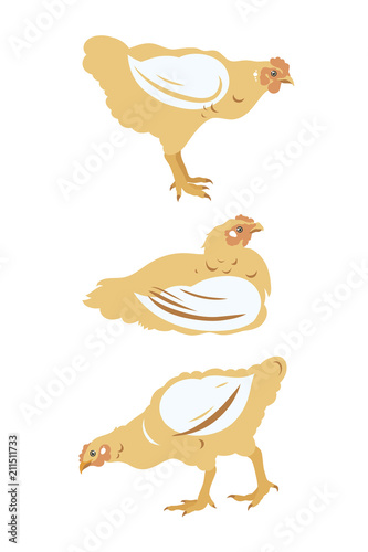 Chicken broiler set. Poultry, Farming, Livestock raising. Vector illustration.
