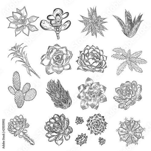 Drawing cactus set. Succulent bouquets elements for invitations, greeting cards, covers and other items. Vector.