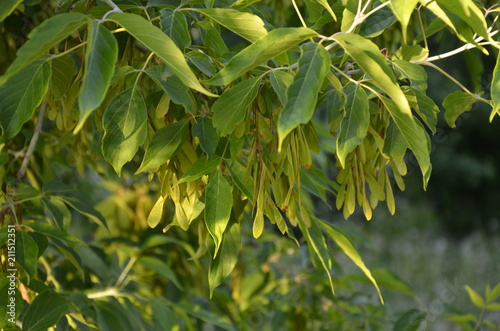 Maple. Maple leaves. Natural background. © kseny90