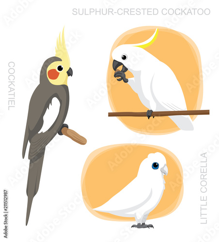Parrot Cockatiel Corella Cockatoo Cartoon Vector Illustration