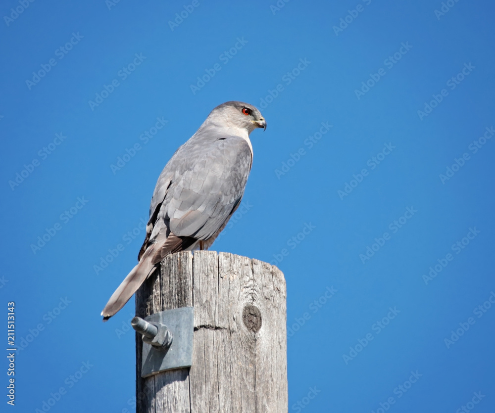 coopers hawk sitting on a pole against a blue sky coopers hawk sitting on a pole against a blue sky