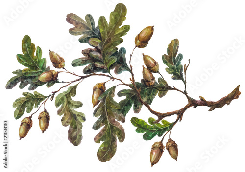 Watercolor handsketched oak tree branch, leaves and acorns isolated on white. Vintage style botanical illustration. Rustic handpainted boho element, floral wedding decoration. photo