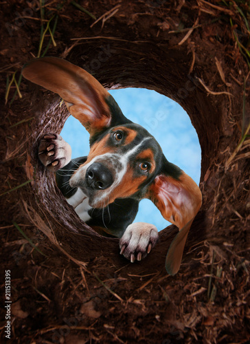 curious basset hound digging a hole in the dirt