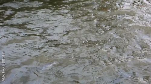 Fish in dirty water near the pier in Bangkok, Thailand. photo