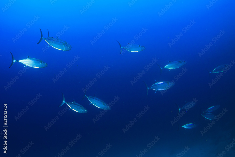 Tuna fish live in ocean  