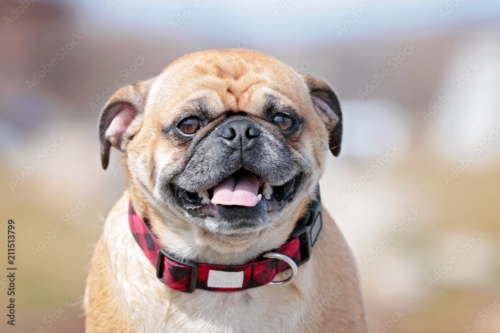 close up of a pug with his tongue out on a summer day