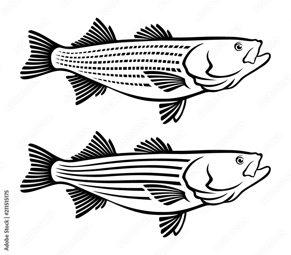 Fototapeta premium striped sea bass