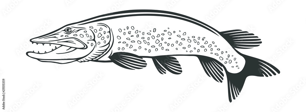 Naklejka premium image pike fish