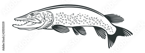 image pike fish